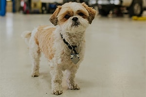 Gallery Item - Mark's Automotive Repair Center - image #22